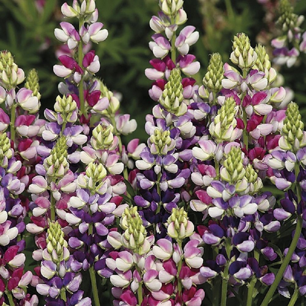Lupin Avalune Bicolour Mix Seeds